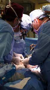 Pig-to-human kidney transplant