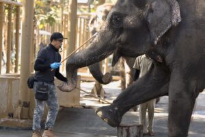 Reliance Vantara animal welfare