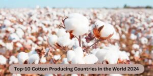 Cotton production