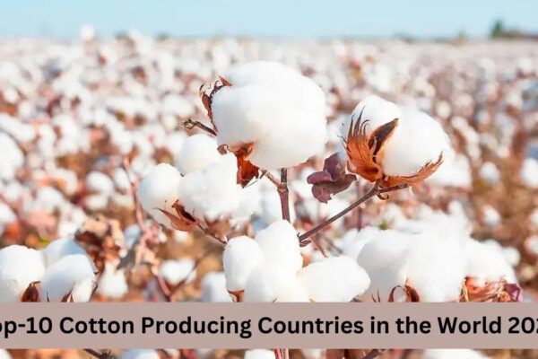 Cotton production