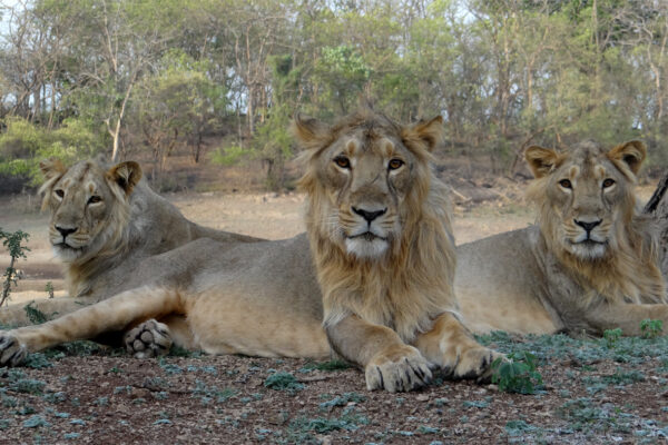 Gujarat national parks list