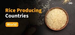 Rice production trends