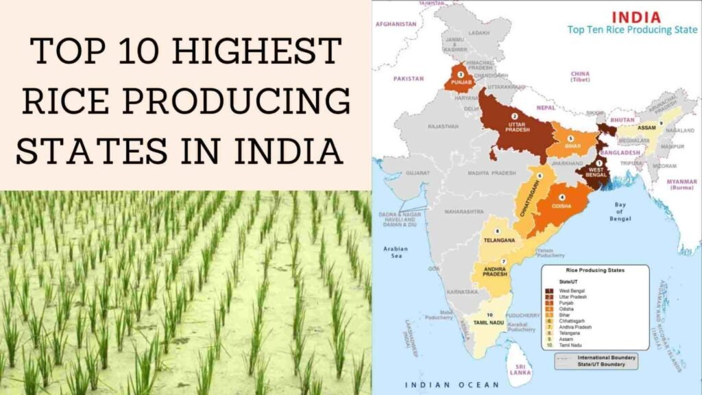 Top rice-producing states