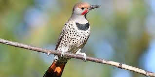 Alabama Yellowhammer State