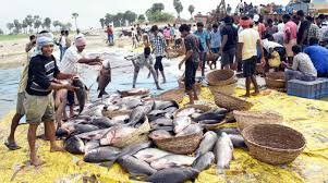 Fish production trends India