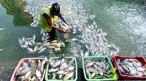 Fish production trends India
