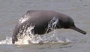 Gangetic dolphin population increase