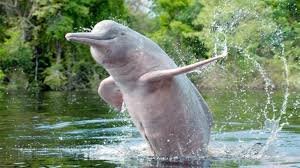 Gangetic dolphin population increase
