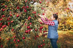 Himachal Pradesh fruit industry