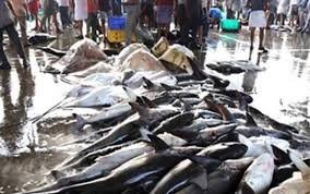 India-Oman collaboration marine research