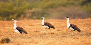 Jaisalmer Desert Park census