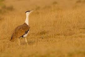 Jaisalmer Desert Park census
