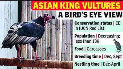 Asian King Vulture conservation