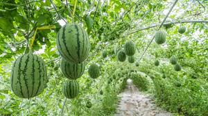 China watermelon production
