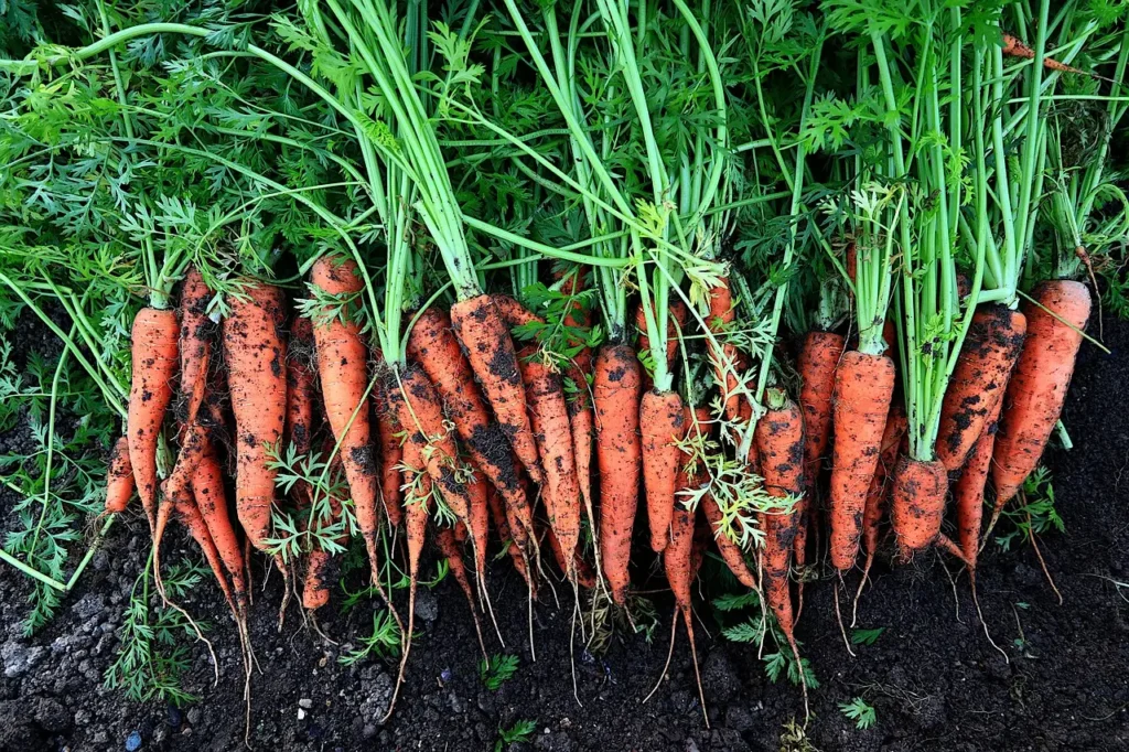 Haryana carrot production