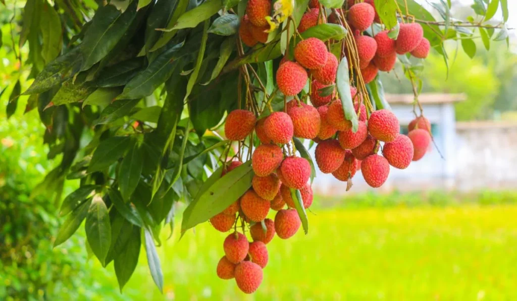 India litchi export leader