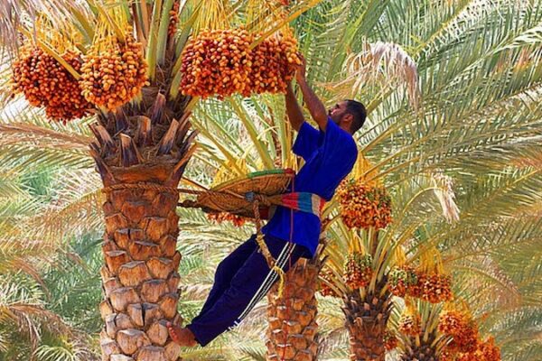 Largest dates producer country