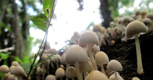 Largest mushroom-producing state