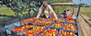 Largest tomato-producing state
