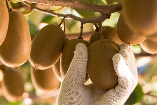 New Zealand kiwifruit export leader