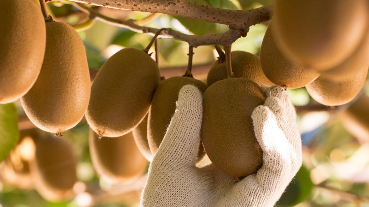 New Zealand kiwifruit export leader