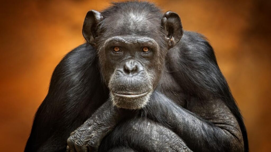 Smallest great ape discovery