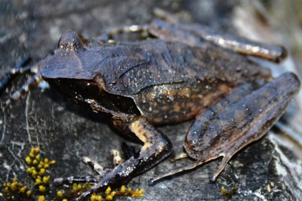 Horned frog discovery biodiversity India