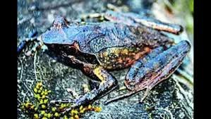 Horned frog discovery biodiversity India
