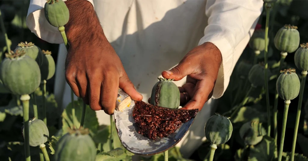 Uttar Pradesh opium production