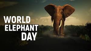 World Elephant Day 2024
