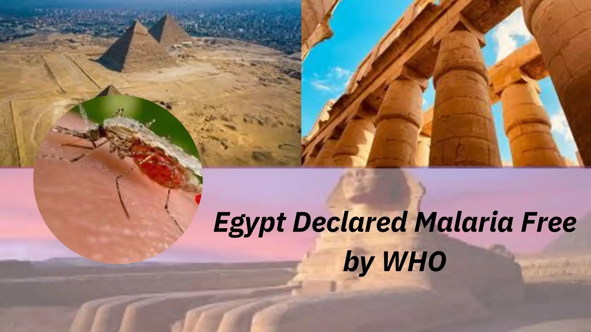 Egypt malaria-free status