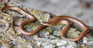 New snake species discovered Himalayas
