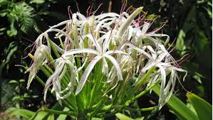 Crinum andhricum Eastern Ghats discovery
