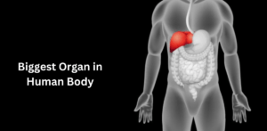 Importance of skin health