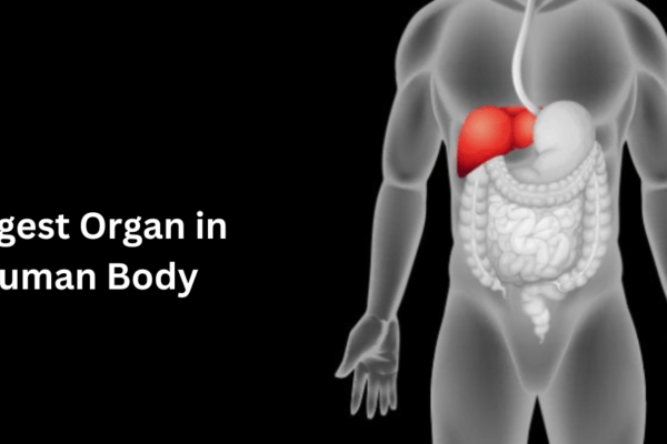 Importance of skin health