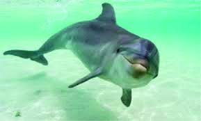 Assam dolphin tagging initiative 2024