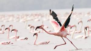 Ramsheth City of Flamingo Maharashtra