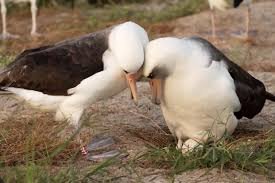 oldest known wild bird lays egg