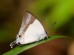 Banded Royal Butterfly discovery in Tripura
