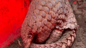 New Indo-Burmese pangolin species