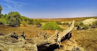 Gujarat first biodiversity heritage site
