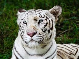 White Tiger Breeding Centre in Madhya Pradesh