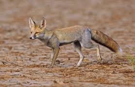 Who is known as Desert Fox
