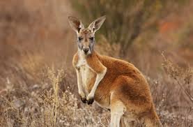 World’s first kangaroo IVF embryos