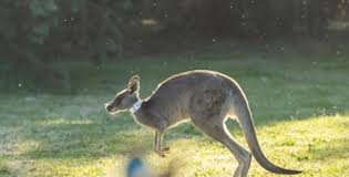 World’s first kangaroo IVF embryos