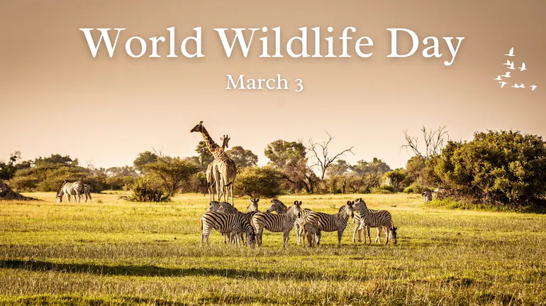 Wildlife conservation finance strategies