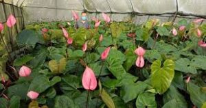 community support for small businesses survival