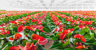 Mizoram Anthurium flower export Mizoram Anthurium flower export