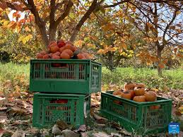 Kandahar fruit basket of Afghanistan