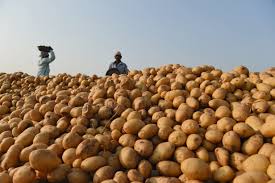 Uttar Pradesh Potato City